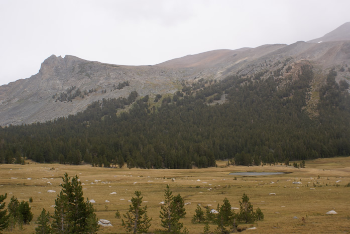 Meadow - Yosemite National Park